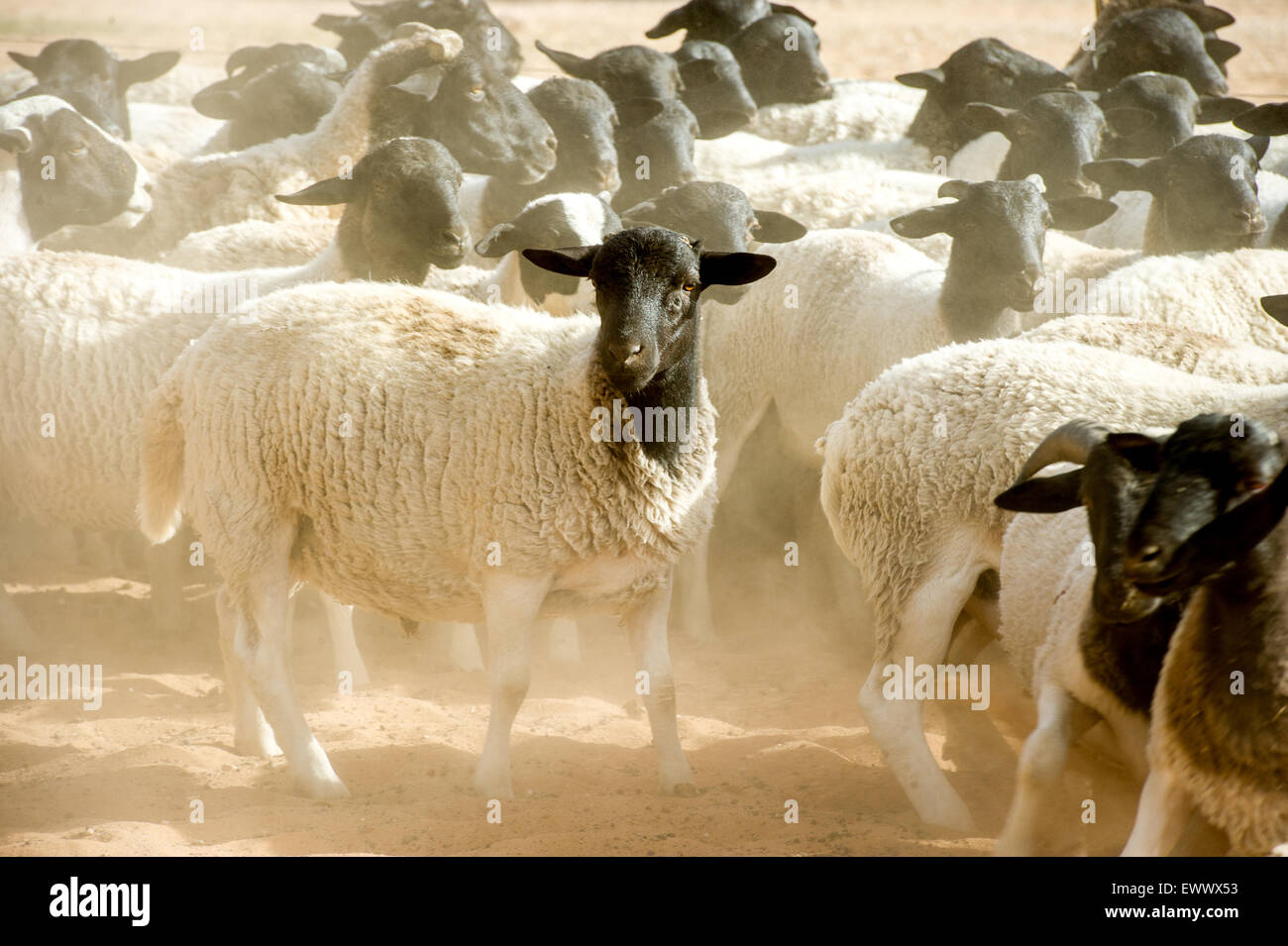 Namibie - mouton Dorper sur exploitation agricole en Afrique Banque D'Images