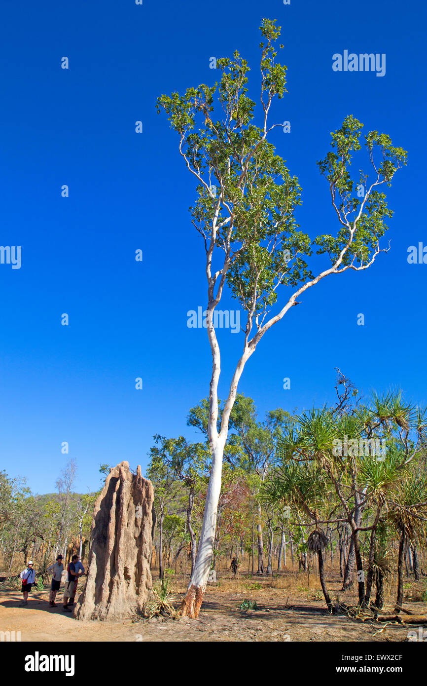 Termitière dans le Kakadu National Park Banque D'Images