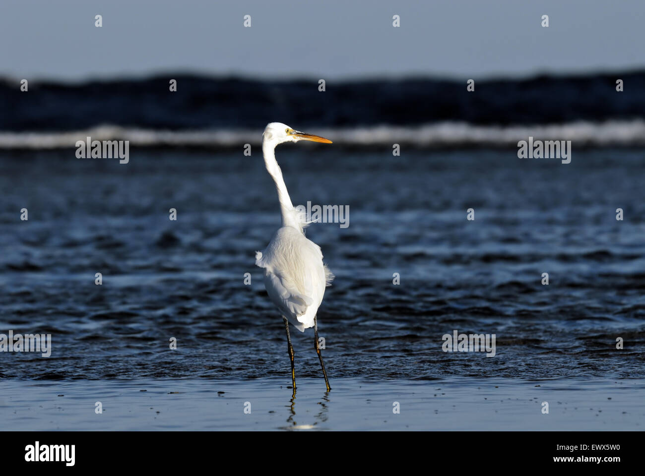 Aigrette des récifs de l'Ouest blanc à Charm el-Cheikh, plage de la mer Rouge, Sinaï, Égypte Banque D'Images