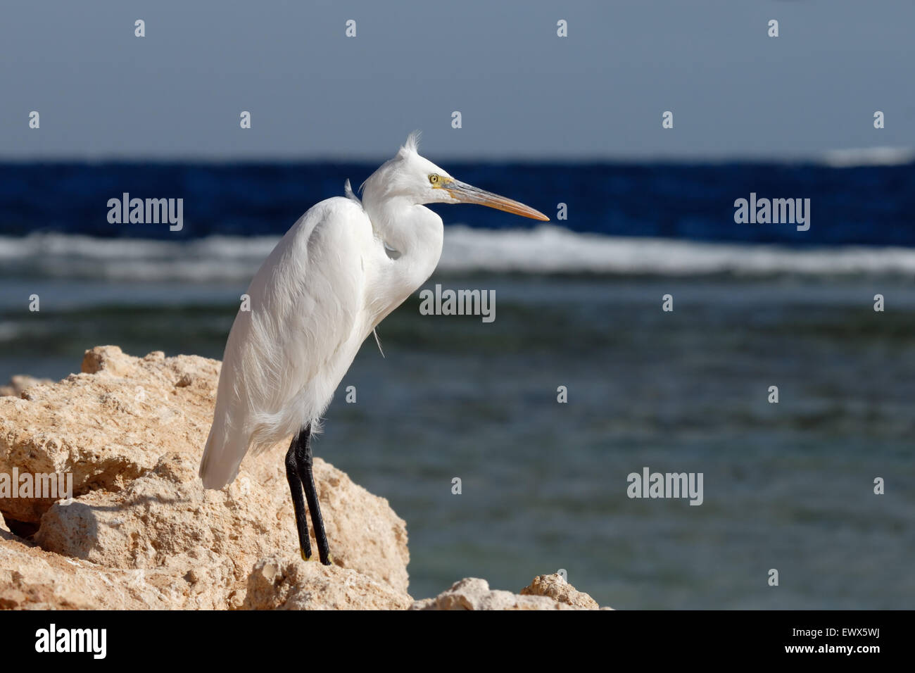 Aigrette des récifs de l'Ouest blanc à Charm el-Cheikh, plage de la mer Rouge, Sinaï, Égypte Banque D'Images