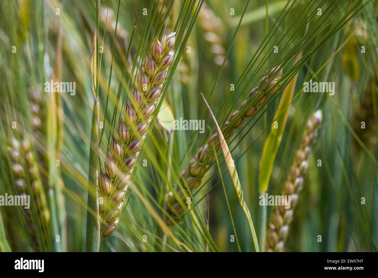 L'orge de printemps (Hordeum vulgare), Bade-Wurtemberg, Allemagne Banque D'Images
