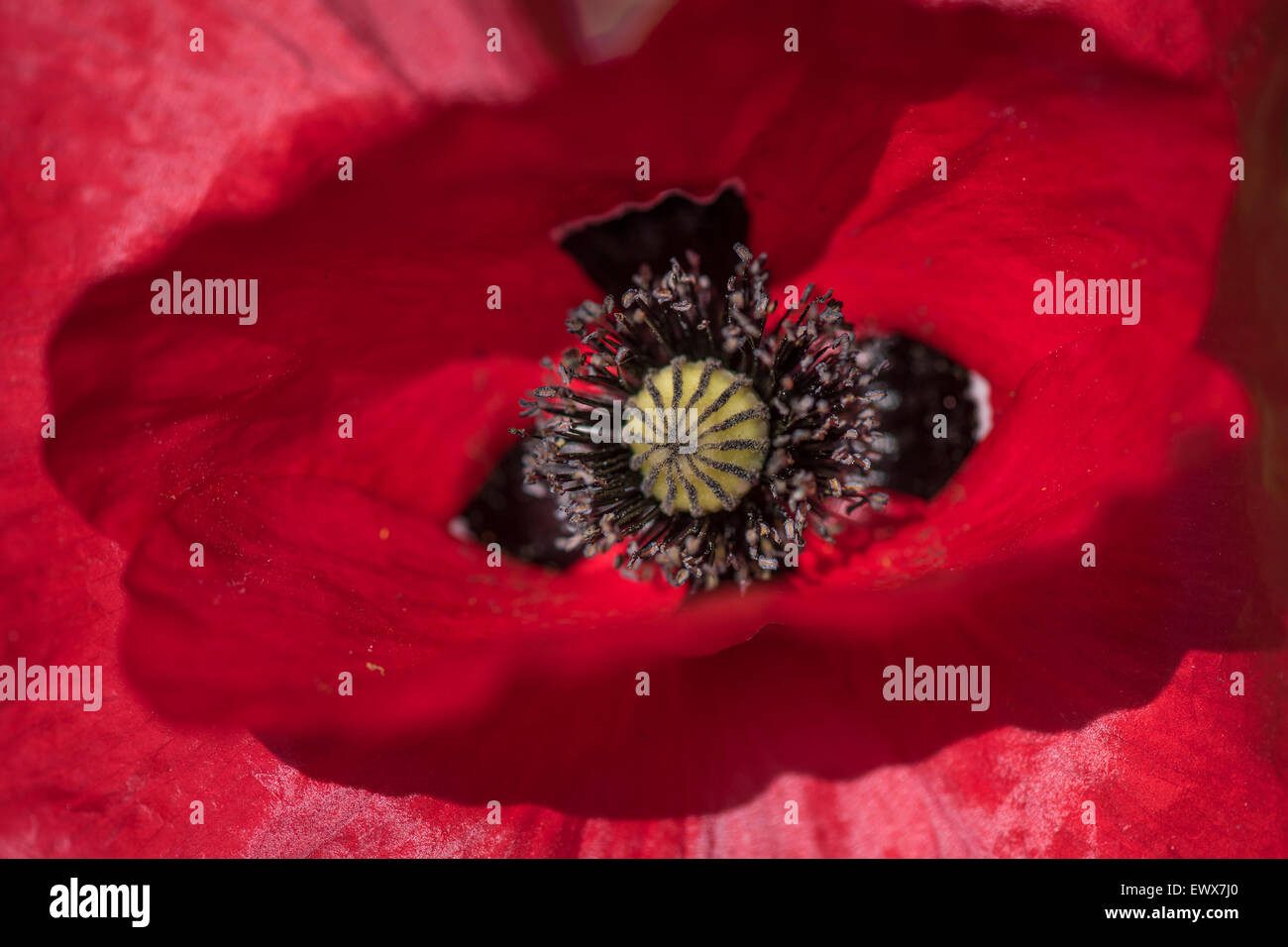 Coquelicot (Papaver rhoeas commun), Bade-Wurtemberg, Allemagne Banque D'Images