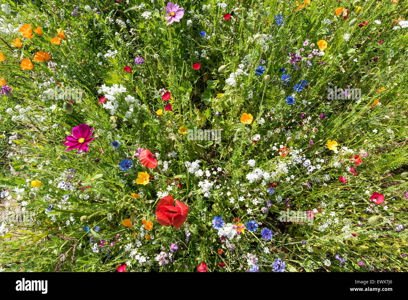 Pré des fleurs colorées, Bade-Wurtemberg, Allemagne Banque D'Images