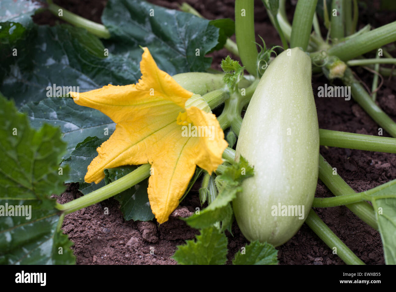 Partie de la courgette plante dans un jardin de légumes Banque D'Images