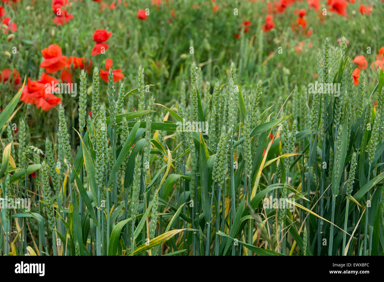 Coquelicots dans un champ de blé dans le Somerset, près de Bristol, Angleterre, Royaume-Uni Banque D'Images