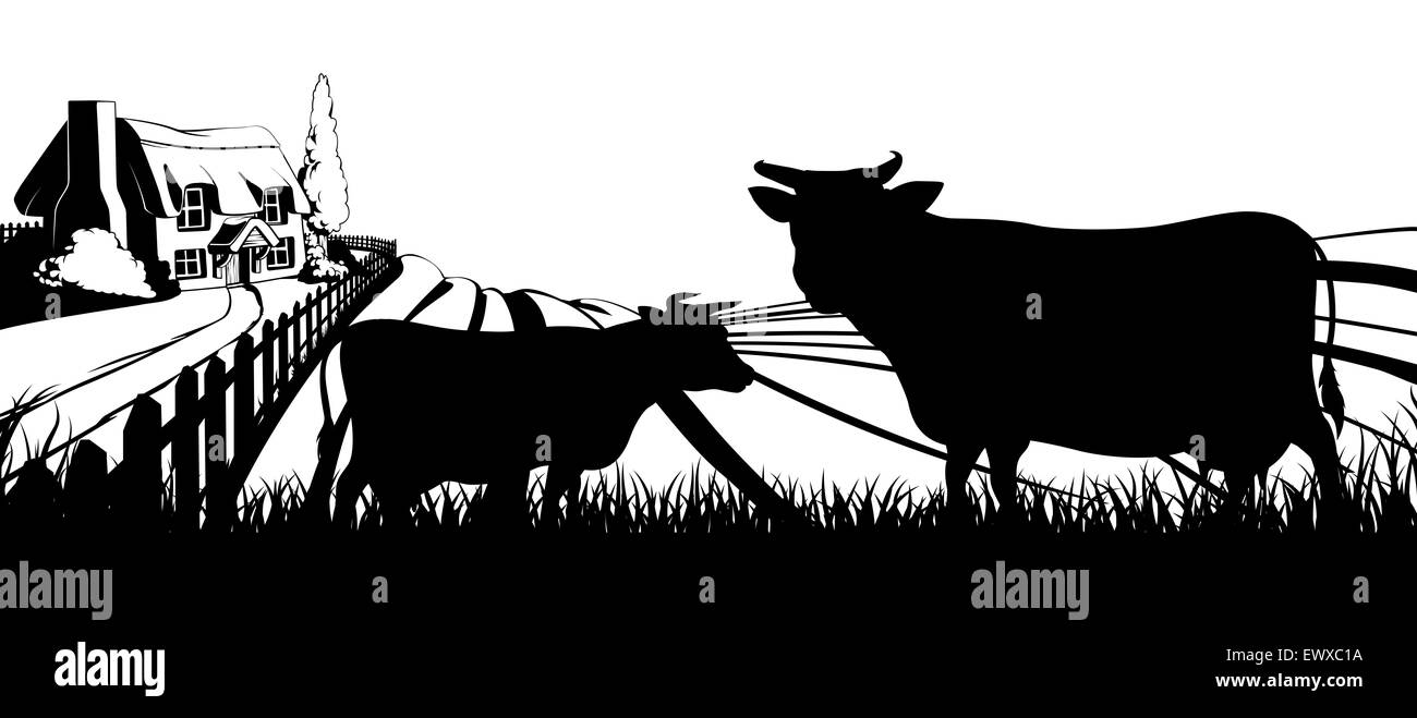 Les vaches en silhouette debout dans l'avant-plan et d'une une maison de ferme chaumière dans un paysage idyllique de collines avec Banque D'Images