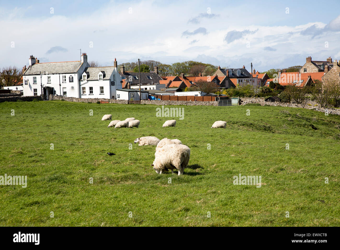 Maisons de village et des moutons, Holy Island, Lindisfarne, Northumberland, England, UK Banque D'Images