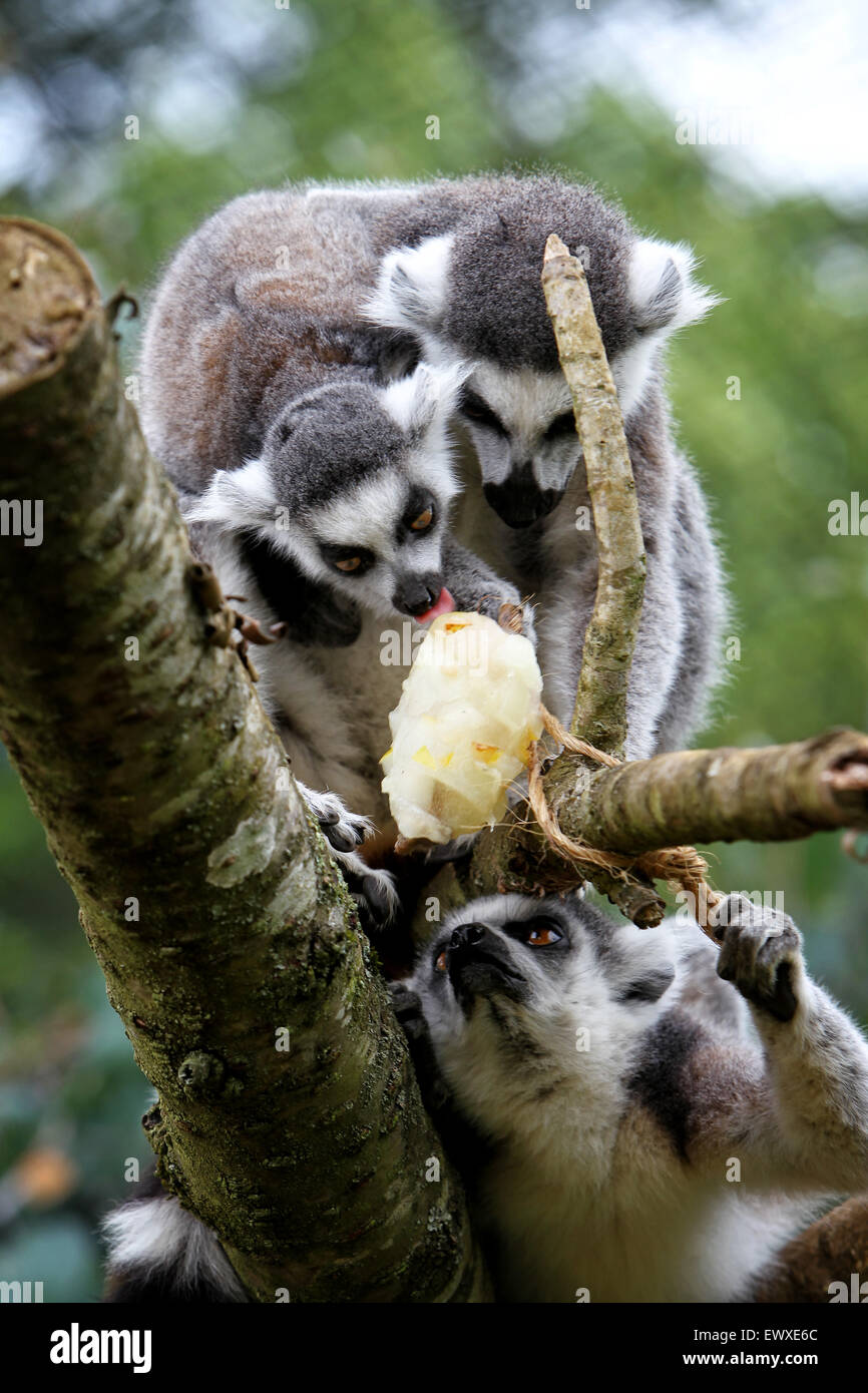 Les lémuriens à queue anneau se rafraîchir avec une glace au fruit rempli de sucette Cotswold Wildlife Park sur les dernières journées de juillet pendant 9 ans Banque D'Images