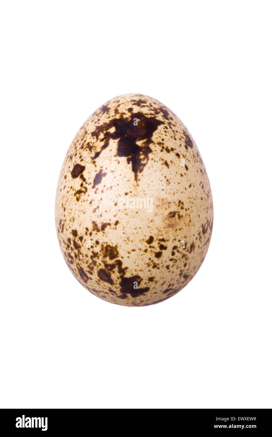 Oeuf de caille isolés Banque D'Images