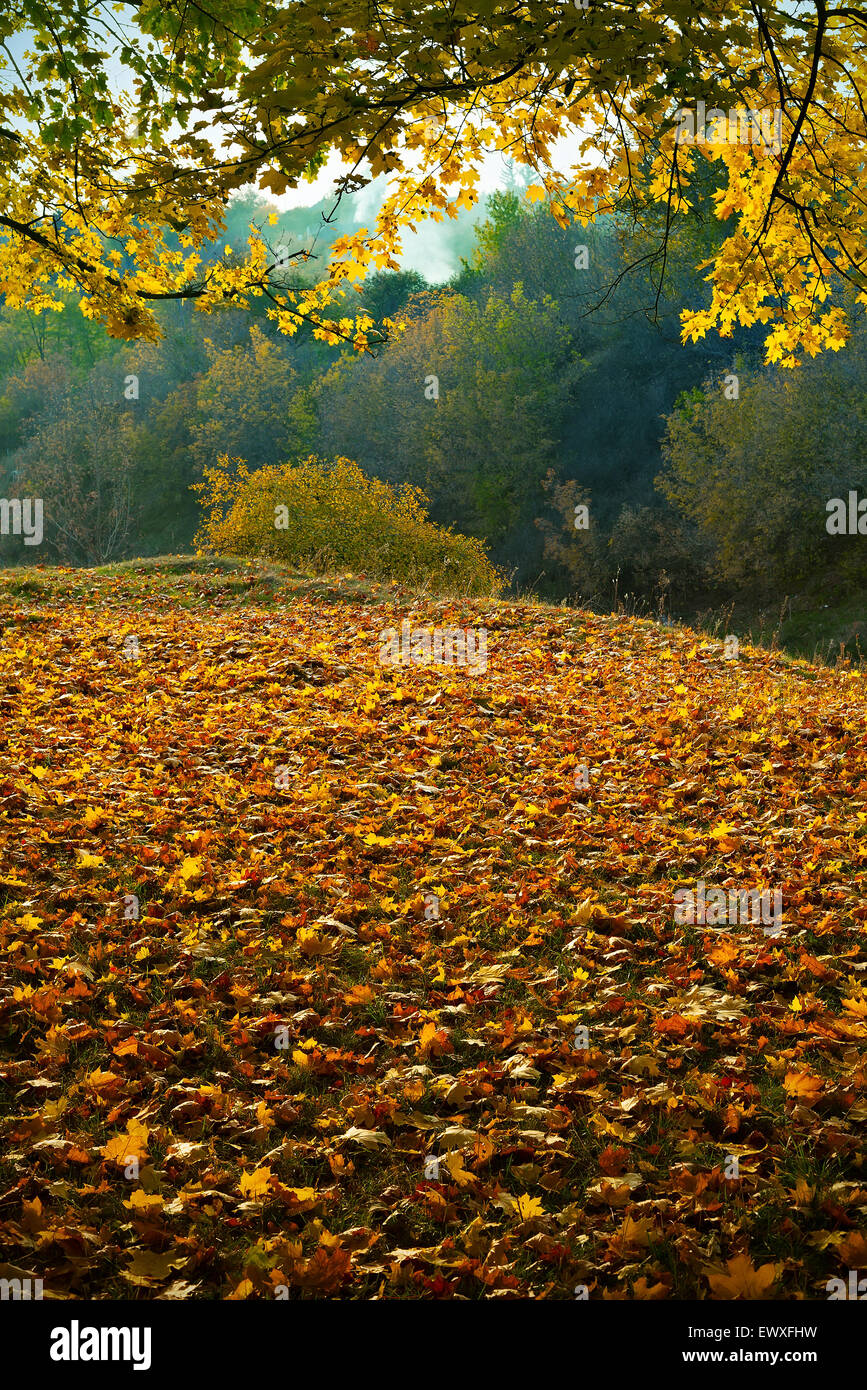 Forêt d'automne fond jaune feuille d'érable Banque D'Images