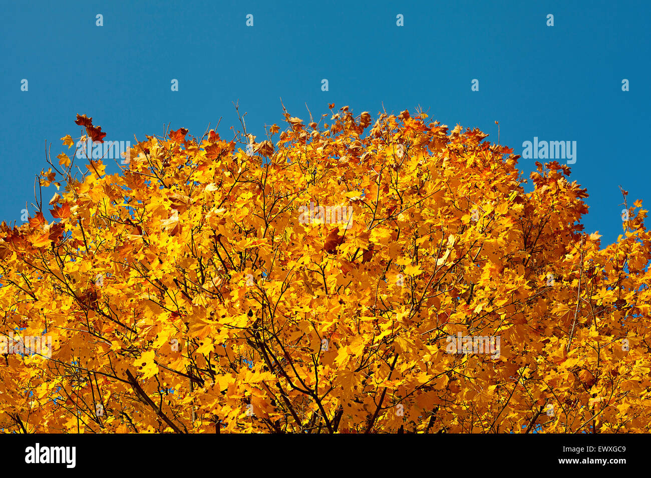 Forêt d'automne feuille d'érable jaune et arbre Banque D'Images