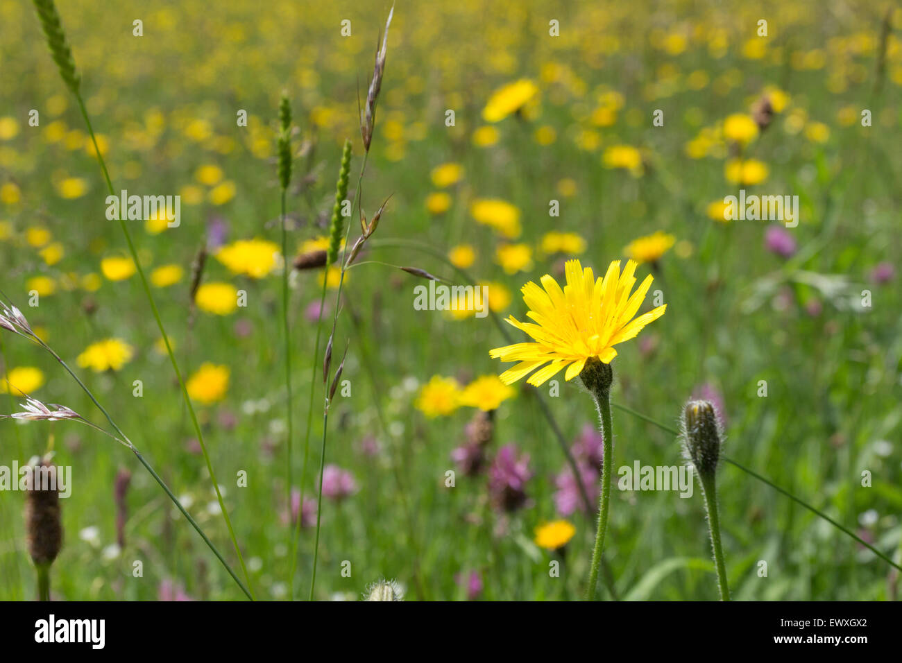 Wild Flower Meadow Yorkshire Dales UK Banque D'Images