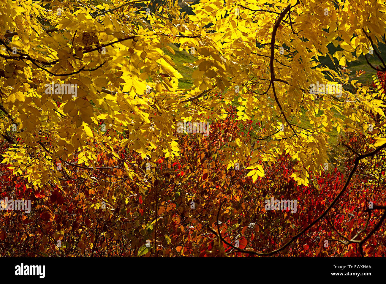 Forêt d'automne feuille d'érable jaune et arbre Banque D'Images