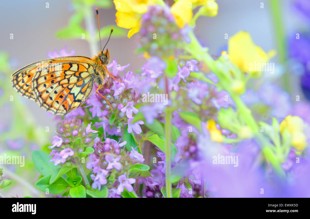 Papillon monarque dans l'heure d'été Banque D'Images