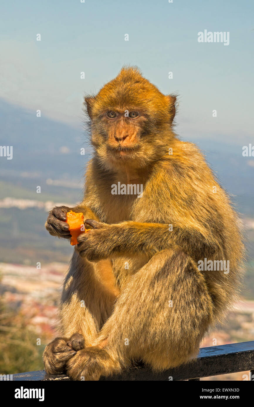 Singes de Barbarie (Macaca sylvanus) Upper Rock, Gibraltar Banque D'Images