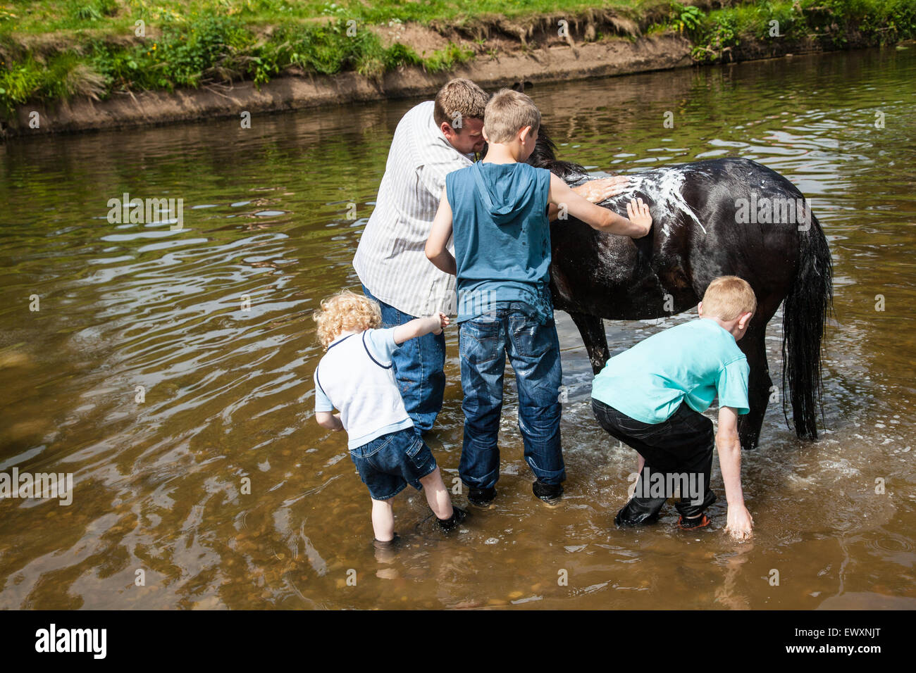 Cheval laver dans la rivière en Appleby Horse Fair Banque D'Images