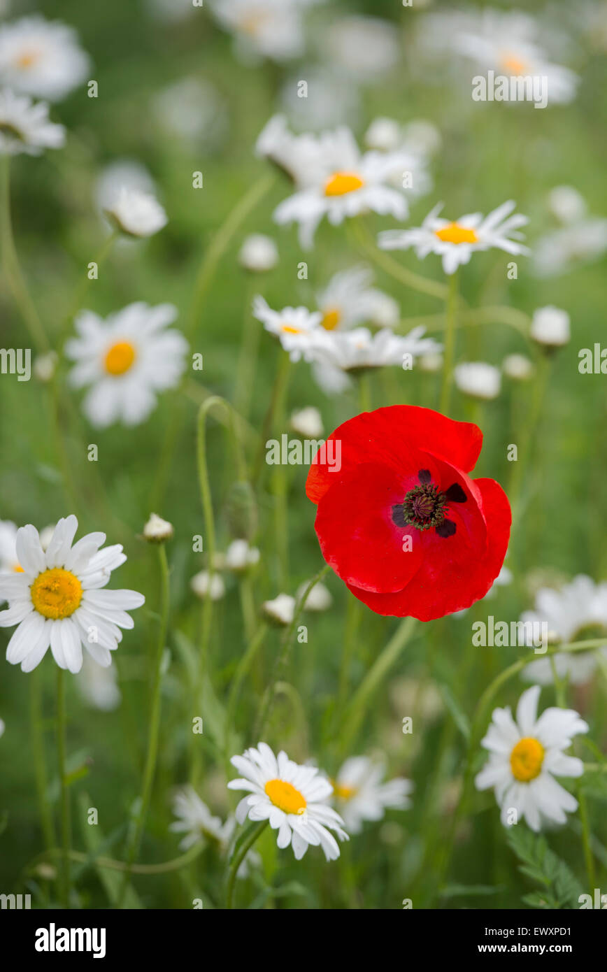 Papaver rhoeas. Pavot Rouge et Oxeye tribunes dans une prairie de fleurs sauvages Banque D'Images