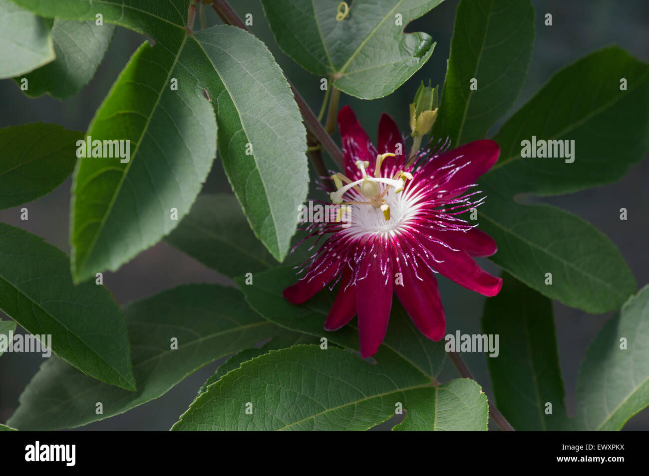 Passiflora Lady Margaret. La passiflore Banque D'Images