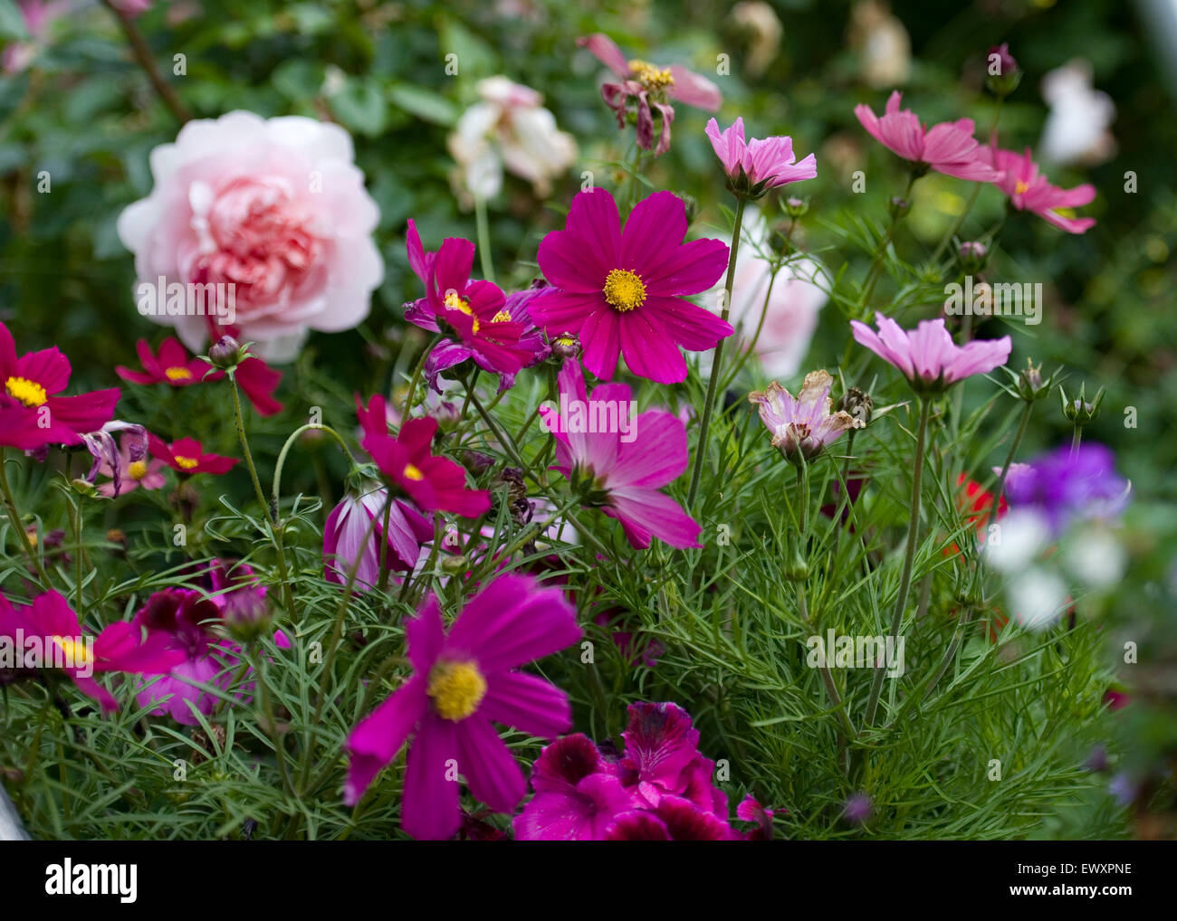 Chalet jardin fleurs frontière Banque D'Images