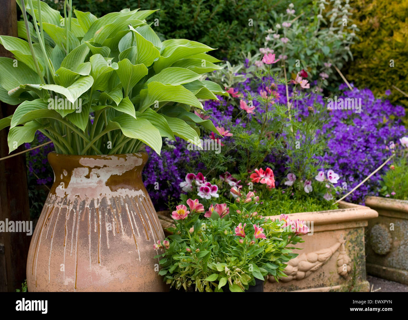 Beau cottage garden planters Banque D'Images
