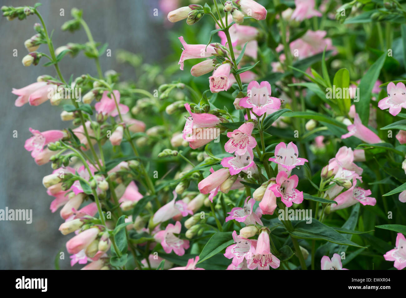 Penstemon 'Pensham Capricorne Lune' Fleur Banque D'Images