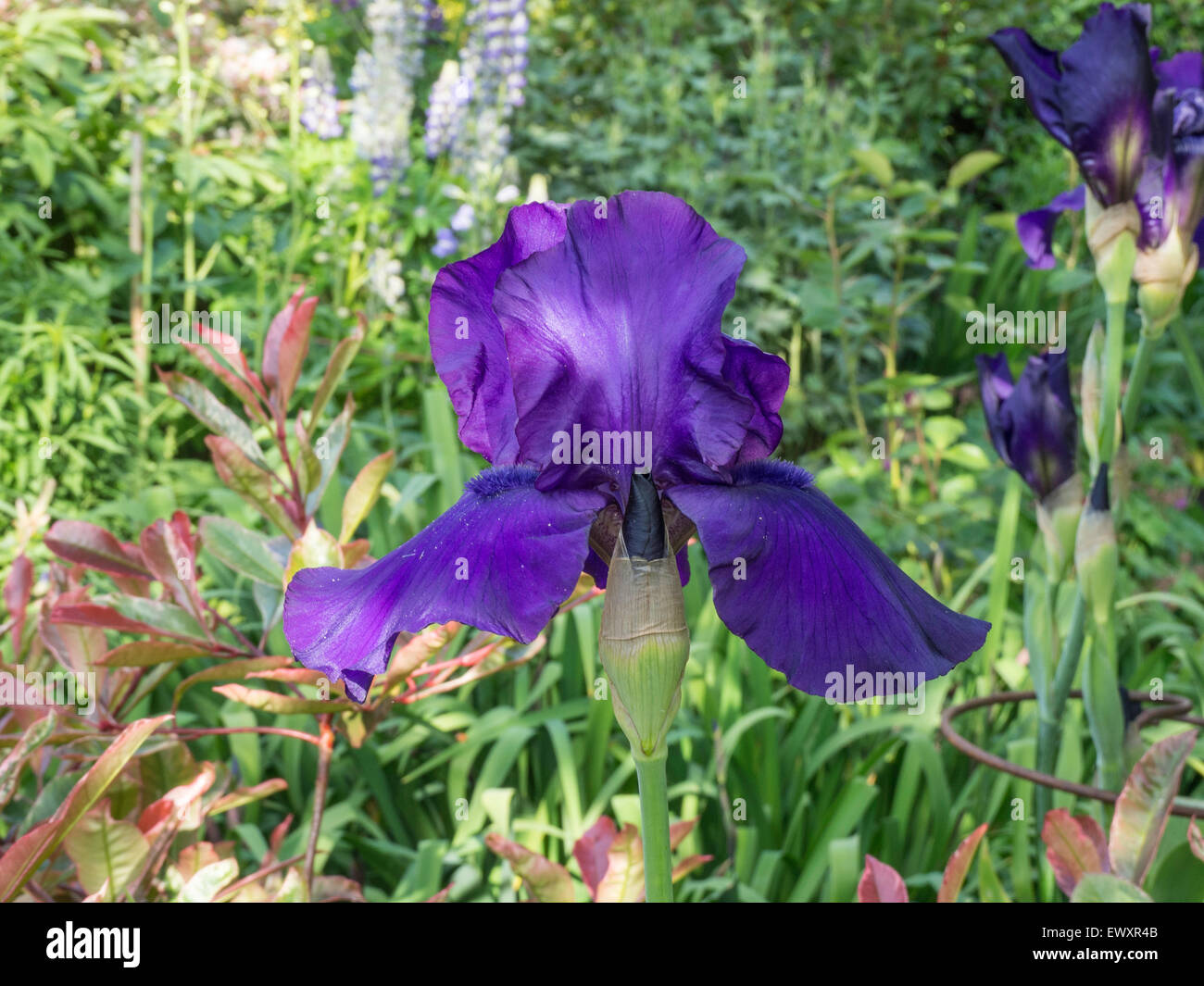 Iris « Matinata » Banque D'Images