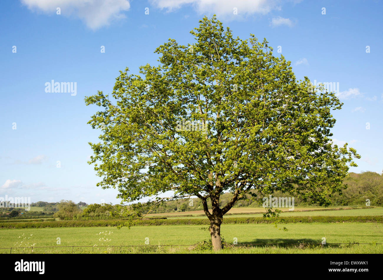 Feuilles vert seul arbre debout dans le champ vert avec ciel bleu, Pewsham, près de Chippenham, Wiltshire, Angleterre, Royaume-Uni Banque D'Images