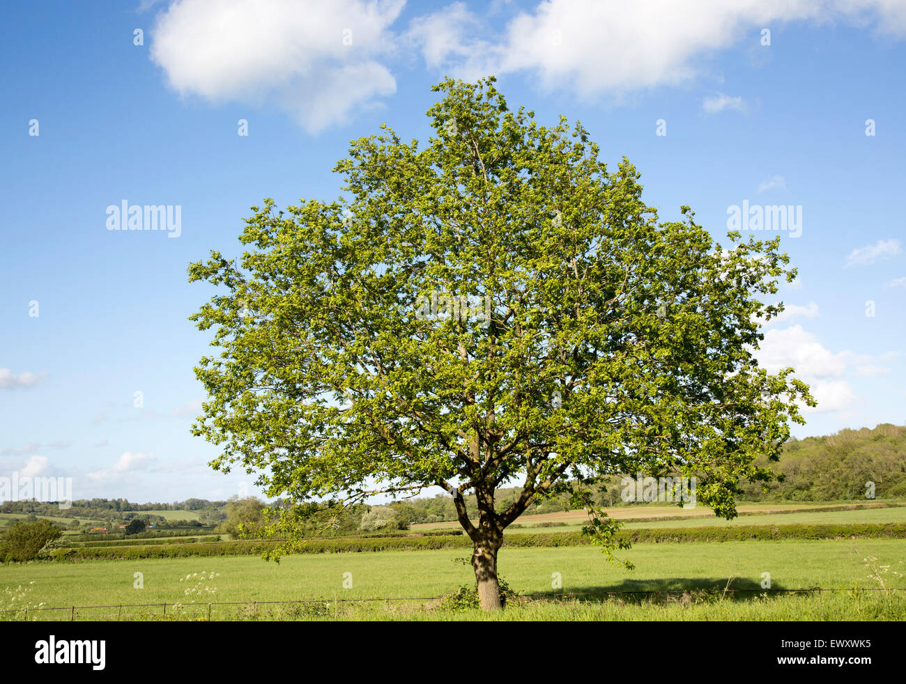 Feuilles vert seul arbre debout dans le champ vert avec ciel bleu, Wiltshire, England, UK Banque D'Images