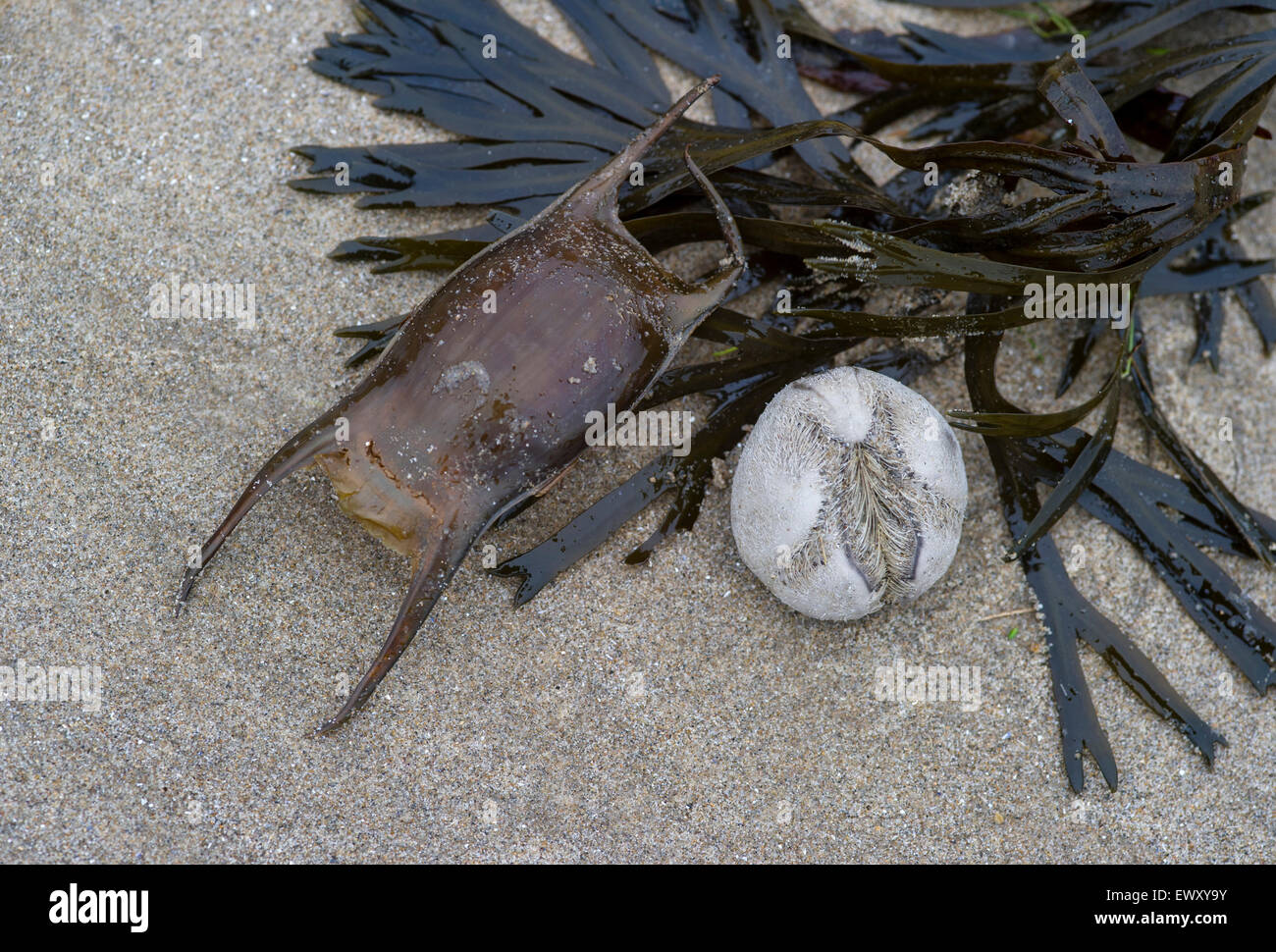 Cas d'œufs de Raja ondulent - ondulent Ray et Echinocardium cordatum - Sea Urchin échoués sur la plage Banque D'Images