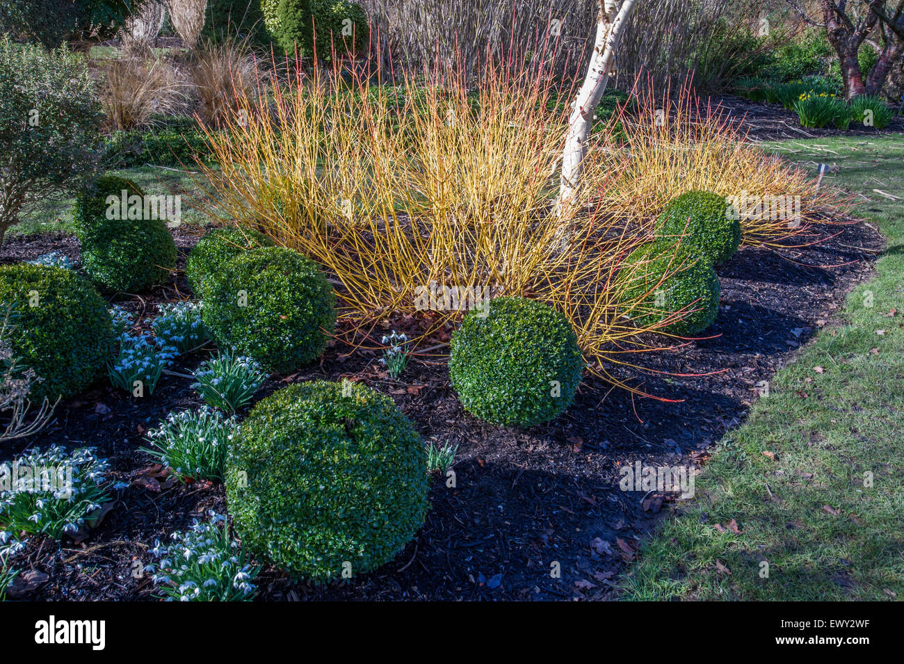 Buxus sempervirens la sphère et Glanthus nivalis 'flore pleno' avec Cornus sanguinea 'Midwinter Fire'.Sir Harold Hilliers Jardin Banque D'Images