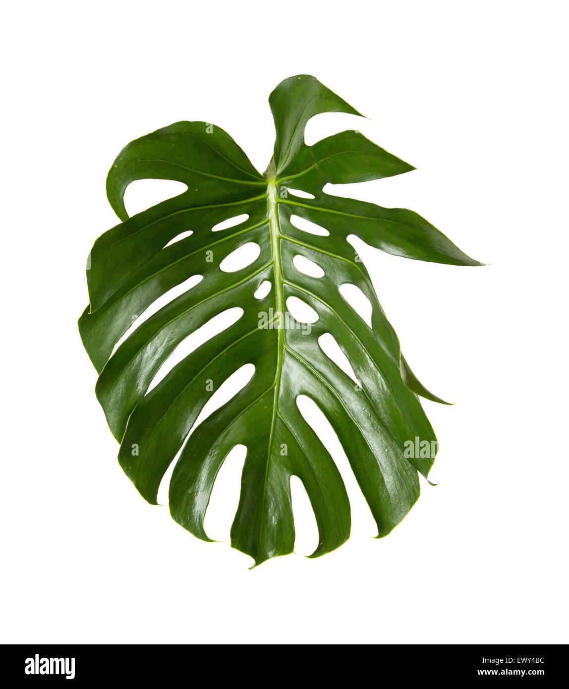Grande feuille de monstera brillant vert plant isolé sur fond blanc Banque D'Images