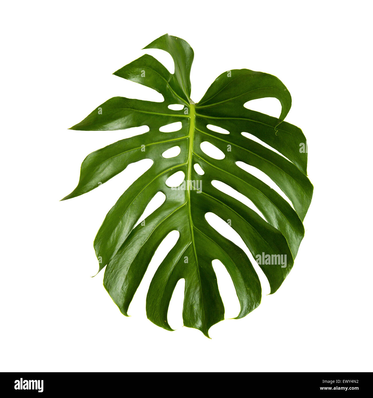 Grande feuille de monstera brillant vert plant isolé sur fond blanc Banque D'Images