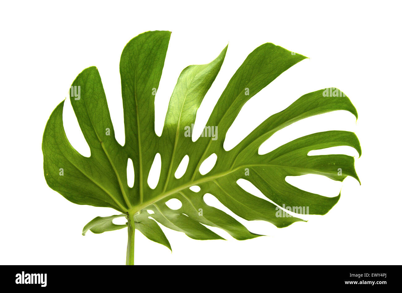 Grandes feuilles luisantes de greef monstera plante isolé sur fond blanc Banque D'Images