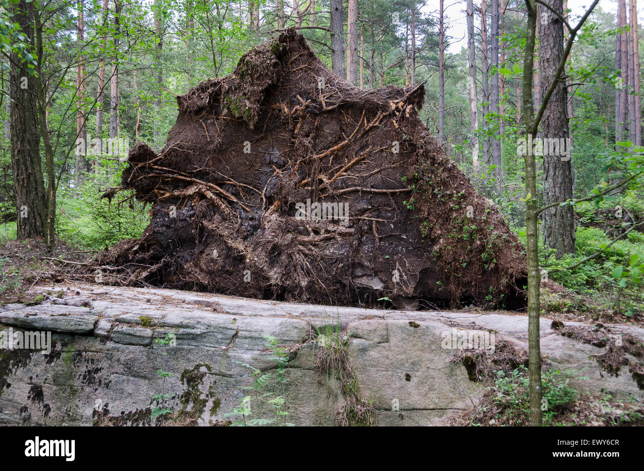 Un upprooted arbre dans la forêt et son passé Banque D'Images