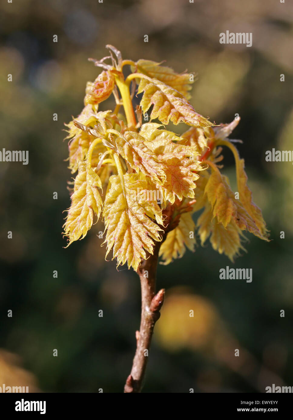 Les nouvelles feuilles de l'arbre de chêne doré, Quercus rubra 'Aurea', Fagaceae. Banque D'Images