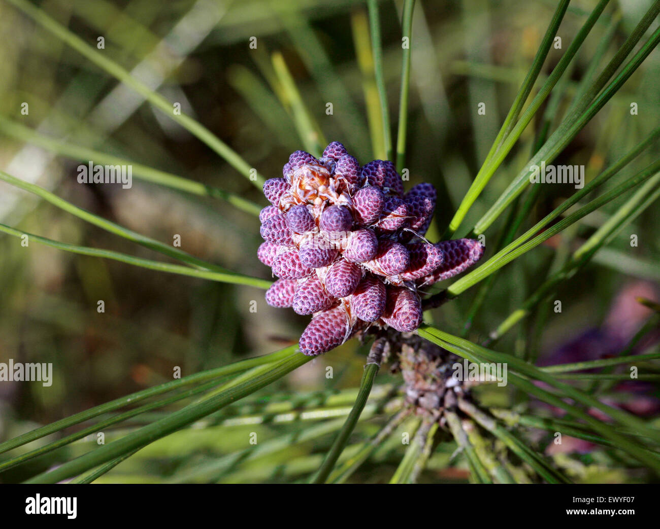 Huangshan Pine, Pinus hwangshanensis Fleurs, Pinaceae. Sud-est de la Chine. Banque D'Images