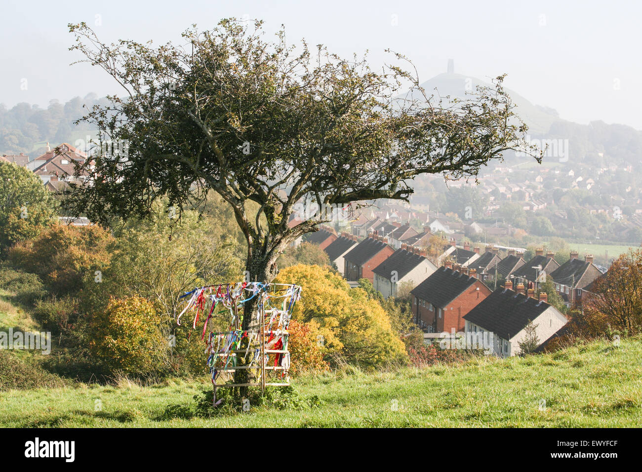 Le matin d'octobre, le Glastonbury Tor au loin Avec la tour St Michaels au sommet et le Thorn Tree Sur Wearyall Hill au-dessus de la ville, Angleterre, anglais Banque D'Images