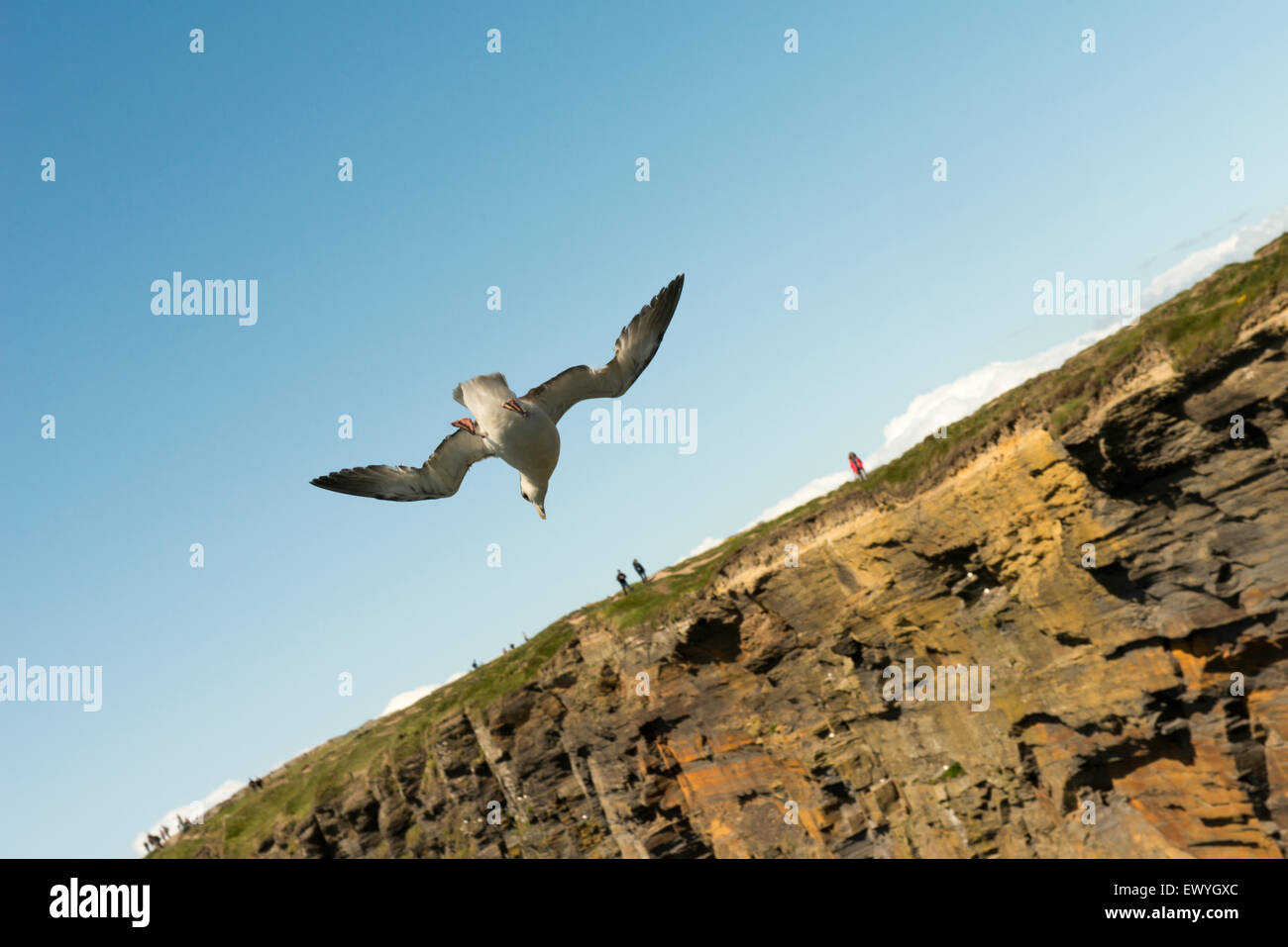 Mouette volant au-dessus des falaises de Moher. Banque D'Images