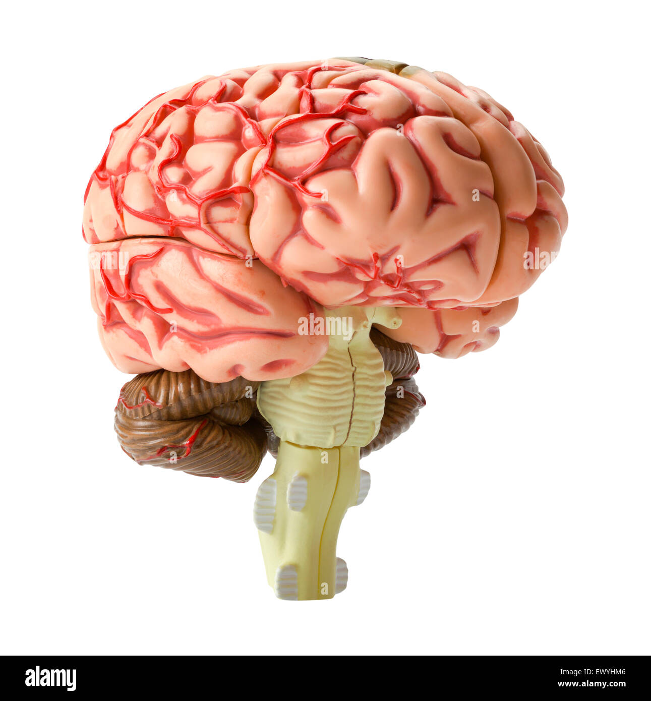 Vue de côté du modèle du cerveau humain isolé sur fond blanc. Banque D'Images