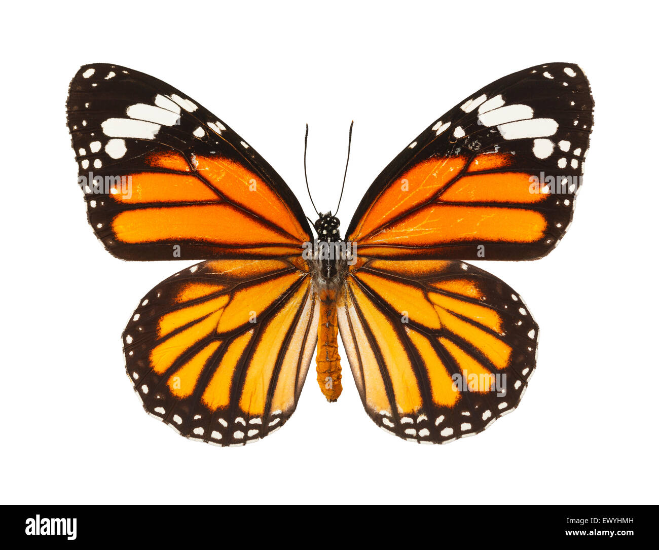 Insecte papillon avec des ailes Ouvrir isolé sur fond blanc. Banque D'Images