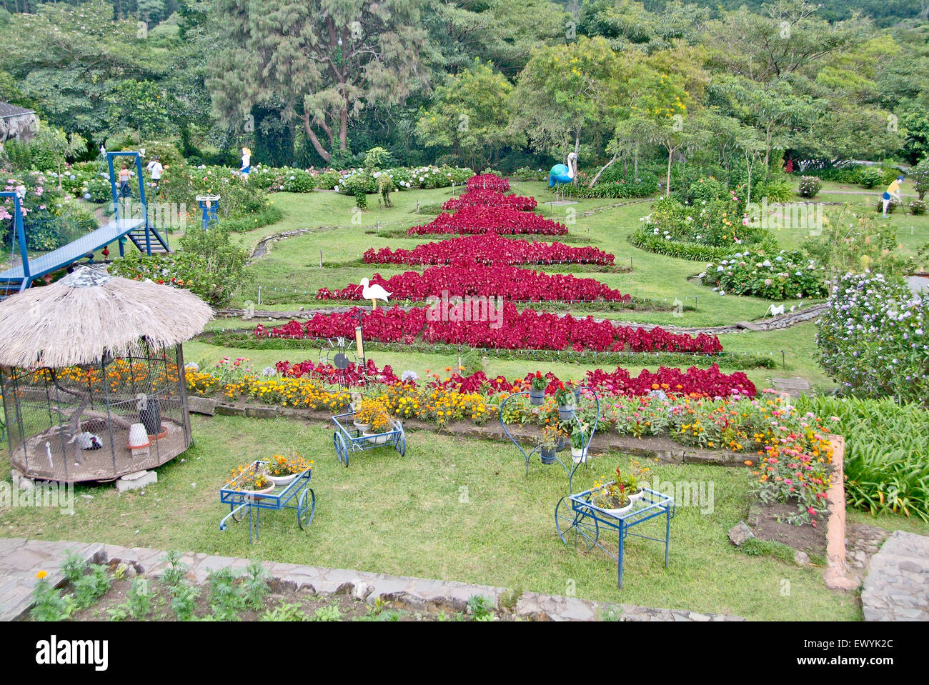 Arbres, buissons rouges épaisses et sculptures de flamants roses dans un jardin de fleurs à Boquete, Chiriqui, Panama, le 12 décembre 2006. Banque D'Images