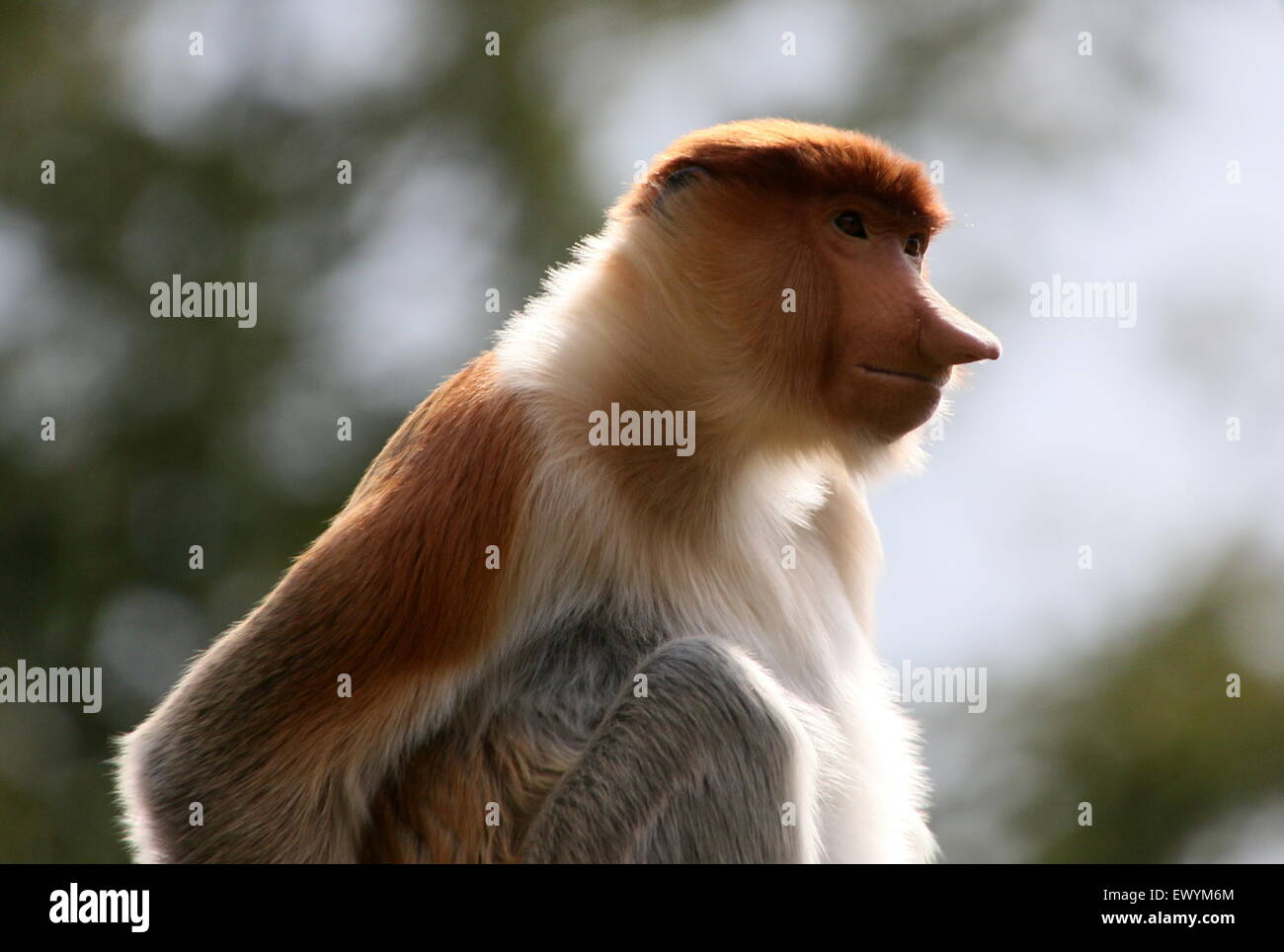 Les jeunes asiatiques masculins ou Proboscis Monkey long nez (Nasalis larvatus) dans un arbre Banque D'Images