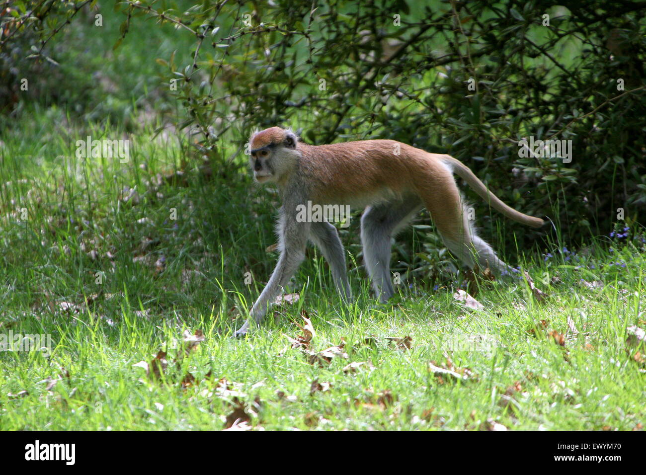 Singe Rouge Singe rouge Banque de photographies et d’images à haute résolution - Alamy
