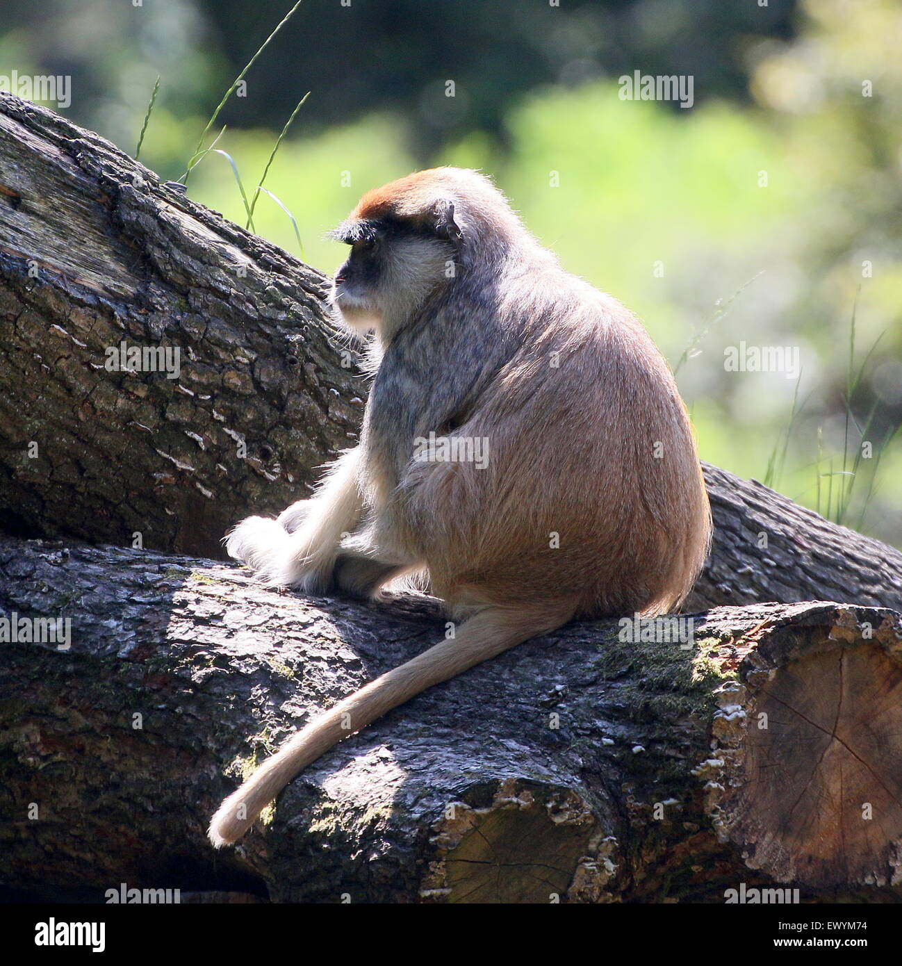 Singe Rouge Singe rouge Banque de photographies et d’images à haute résolution - Alamy