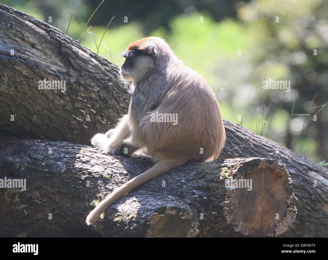 La masse africaine, Patas singe ou Wadi monkey (Erythrocebus patas) Banque D'Images