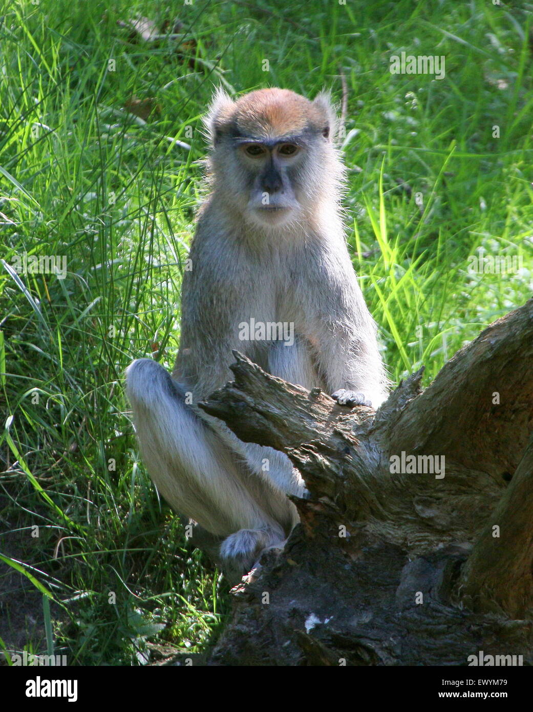 Singe Rouge Singe rouge Banque de photographies et d’images à haute résolution - Alamy