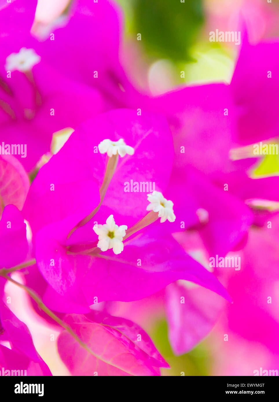 Fleurs de bougainvilliers roses Banque D'Images