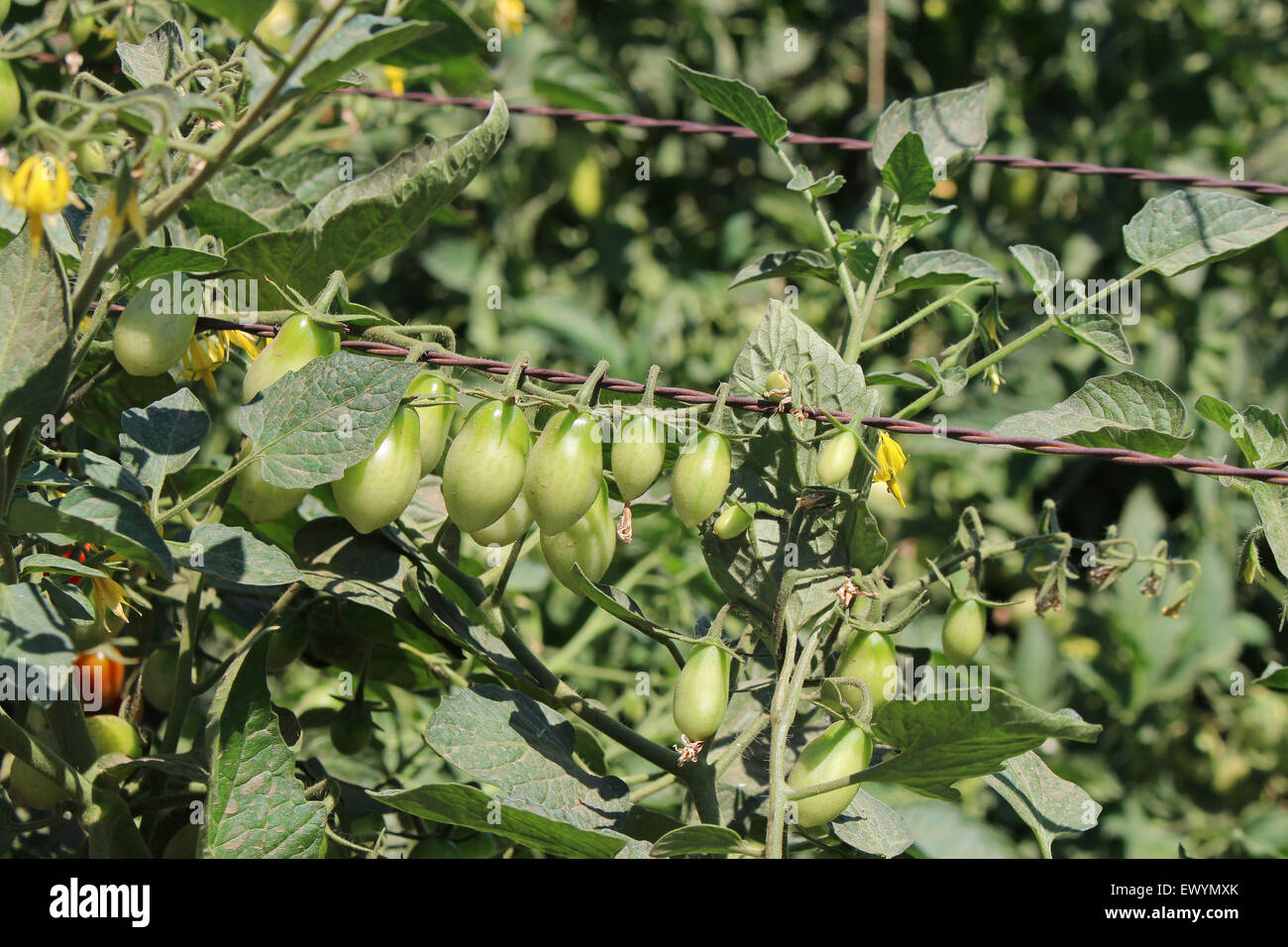Les jeunes tomato jardin en été Banque D'Images