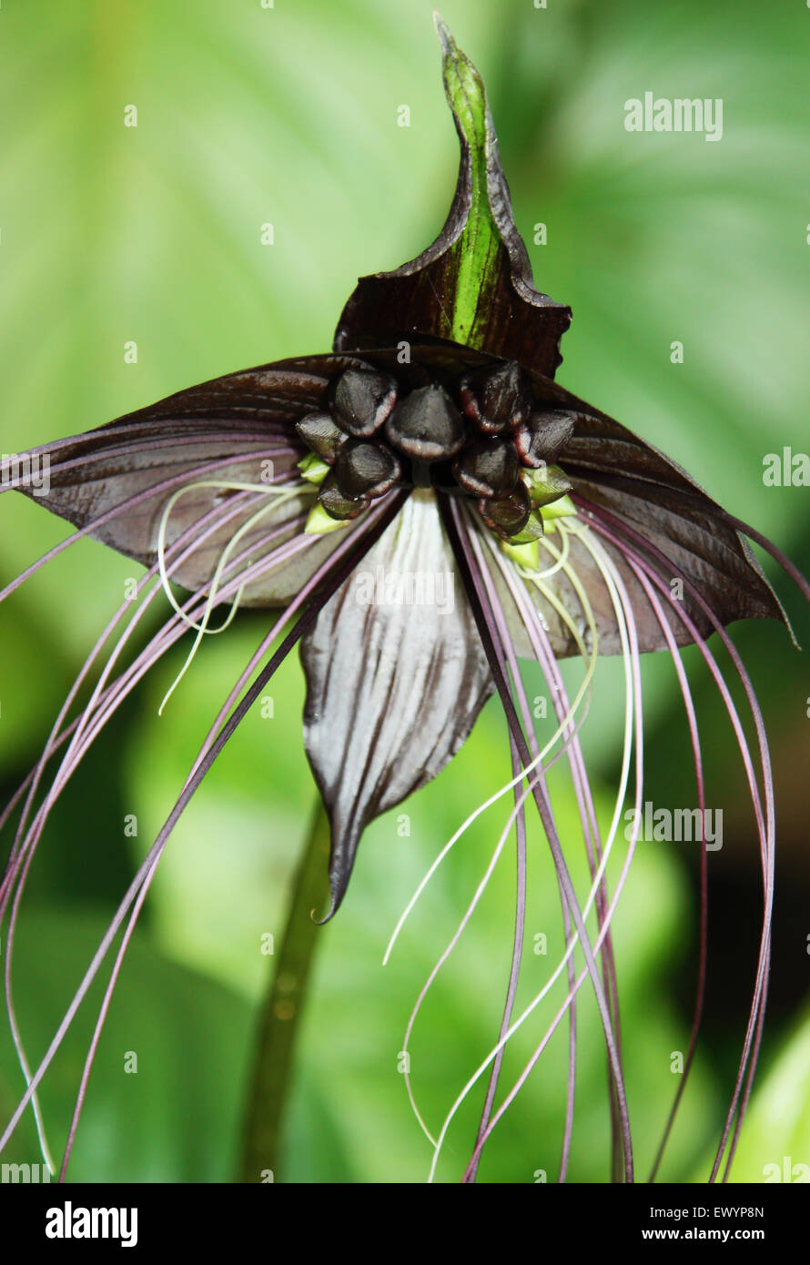 Variété noir fleur bat avec un fond vert Banque D'Images