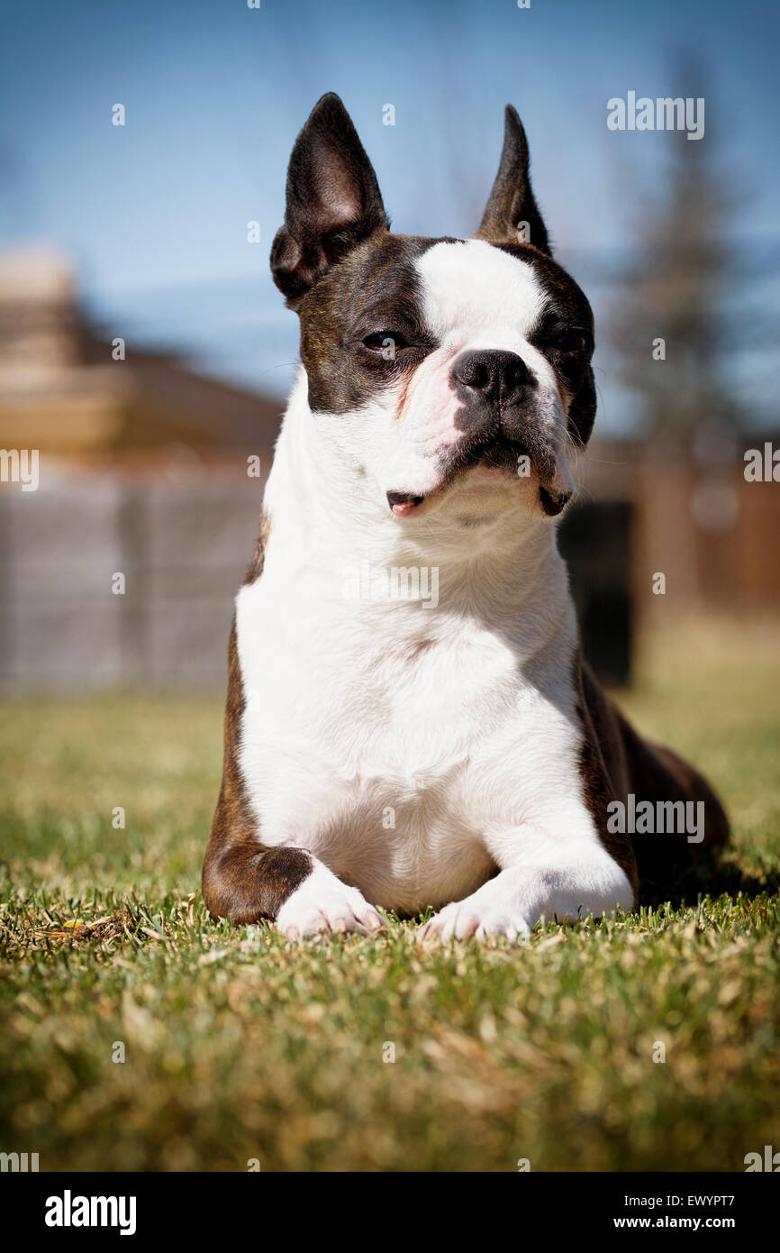 Boston Terrier femelle (blanc et bringé) assis dans le soleil Banque D'Images